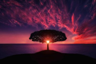 silhouette of tree near body of water during golden hour
